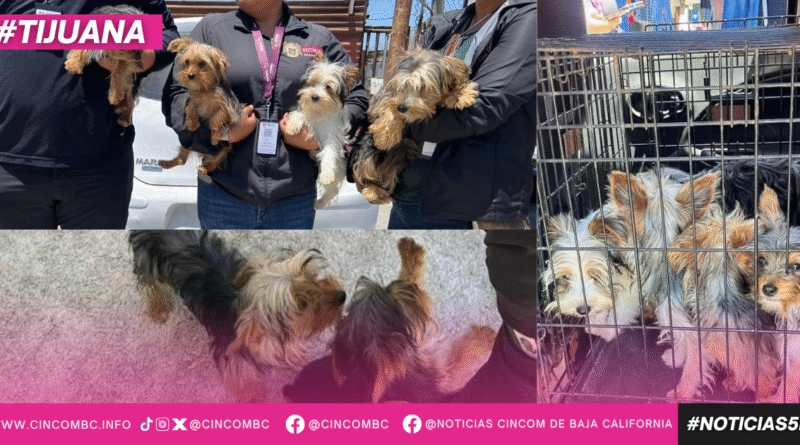Rescata Gobierno Municipal caninos que eran comercializados en mercado sobre ruedas
