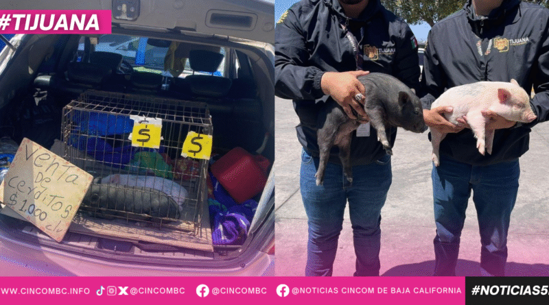 Rescata Gobierno Municipal cerditos que eran comercializados ilegalmente en la vía pública