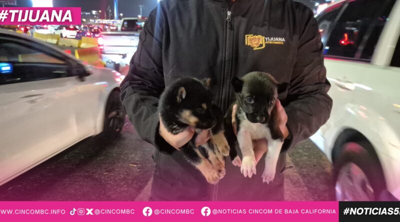 Rescata Gobierno Municipal de Tijuana a dos cachorros que eran comercializados en las inmediaciones de la Garita de San Ysidro