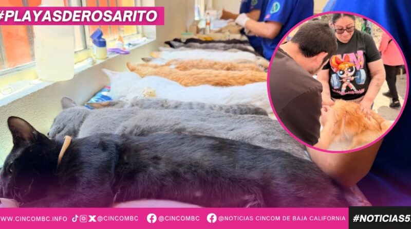 Gobierno de Playas de Rosarito realiza exitosa campaña de esterilización gratuita para promover el bienestar animal
