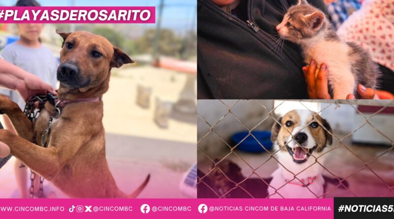 Más de 8 mil acciones fortalecen el bienestar animal y la salud pública de las familias rosaritenses Más de 8 mil acciones fortalecen el bienestar animal y la salud pública de las familias rosaritenses
