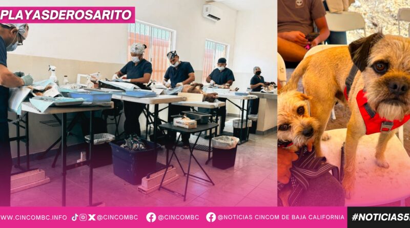 Realiza Gobierno de Playas de Rosarito jornada de 100 esterilizaciones gratuitas para promover el bienestar animal Realiza Gobierno de Playas de Rosarito jornada de 100 esterilizaciones gratuitas para promover el bienestar animal