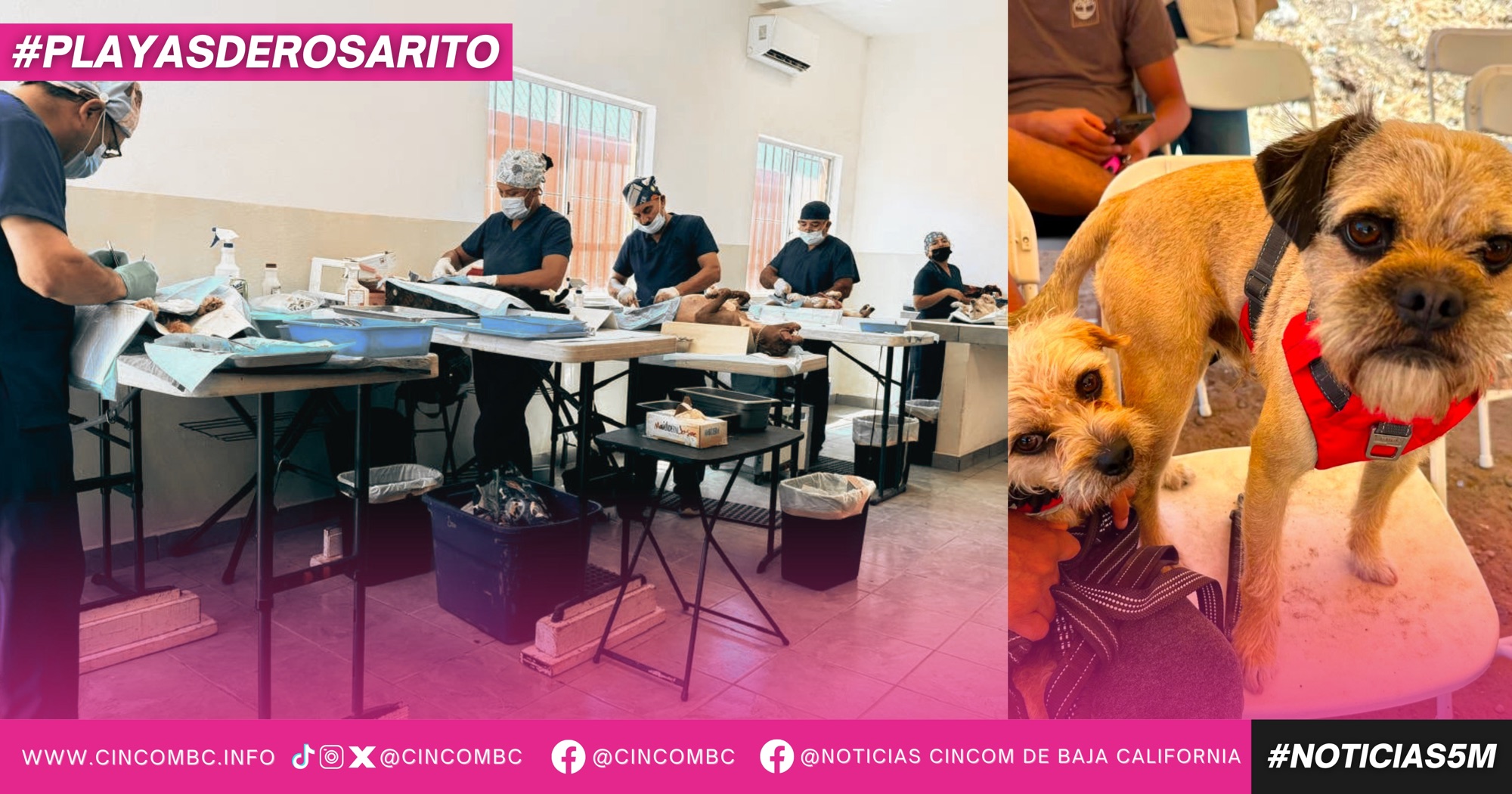 Realiza Gobierno de Playas de Rosarito jornada de 100 esterilizaciones gratuitas para promover el bienestar animal